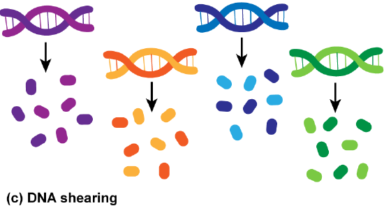 DNA icons cut into color-coded pieces