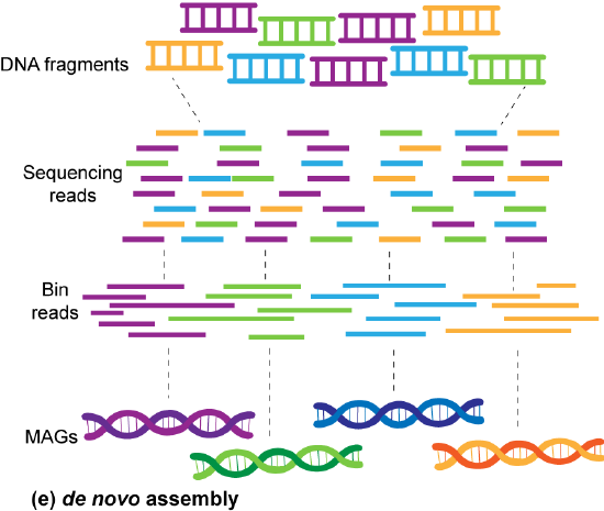 Lengths of sequences reads being overlapped and re-assembled