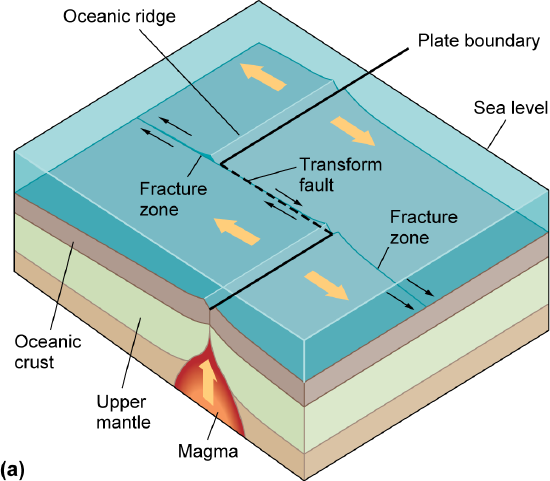 A fracture zone splits extending from a transform fault
