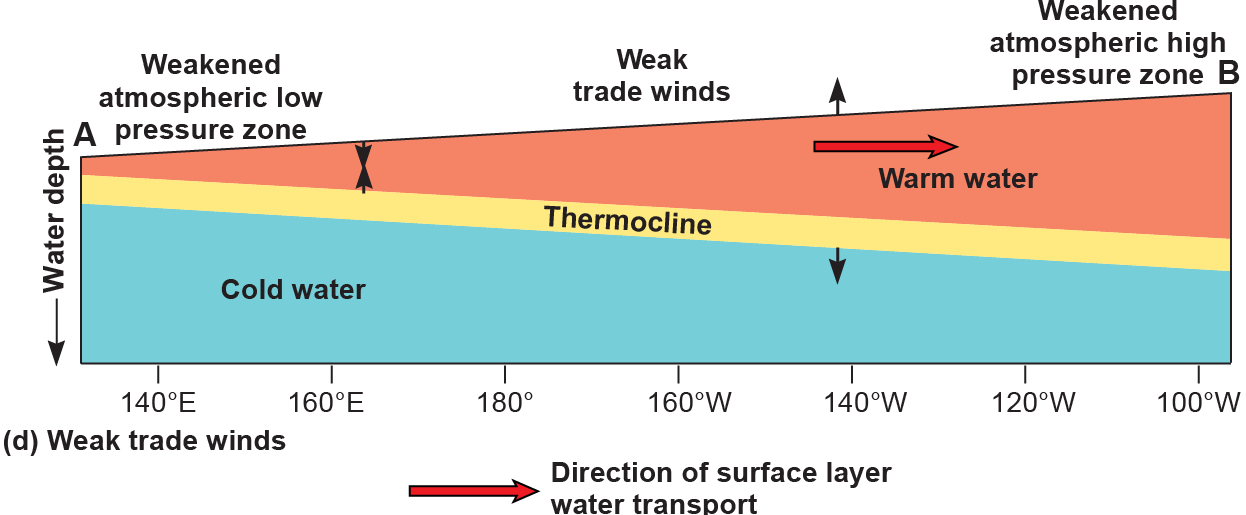 Profile of the tropical Pacific during weak trade winds