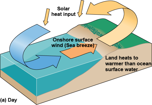 Diagram of a surface wind blowing onshore as a sea breeze during the day