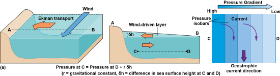 Diagrams of southward wind causing the Ekman transport to push water eastward