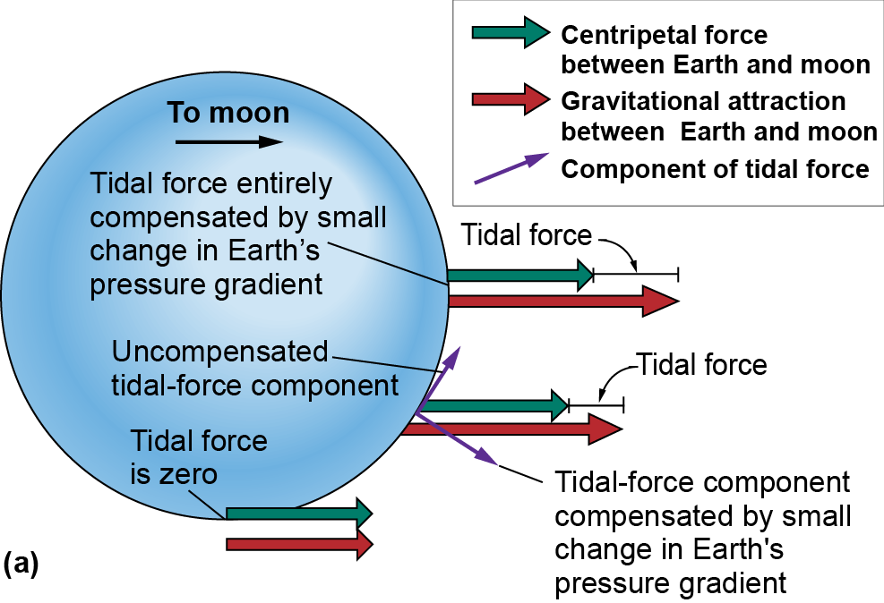 Centripetal force and gravitation attraction between Earth and moon, with a tidal force