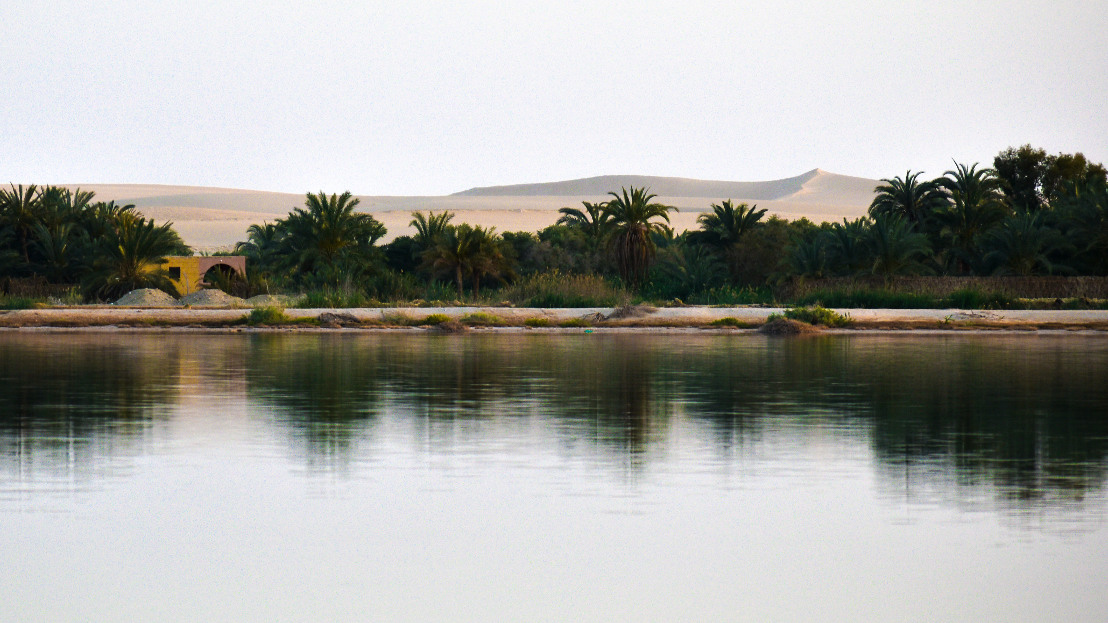 Lush palm trees and desert dunes reflecting perfectly on a calm oasis lake surface.