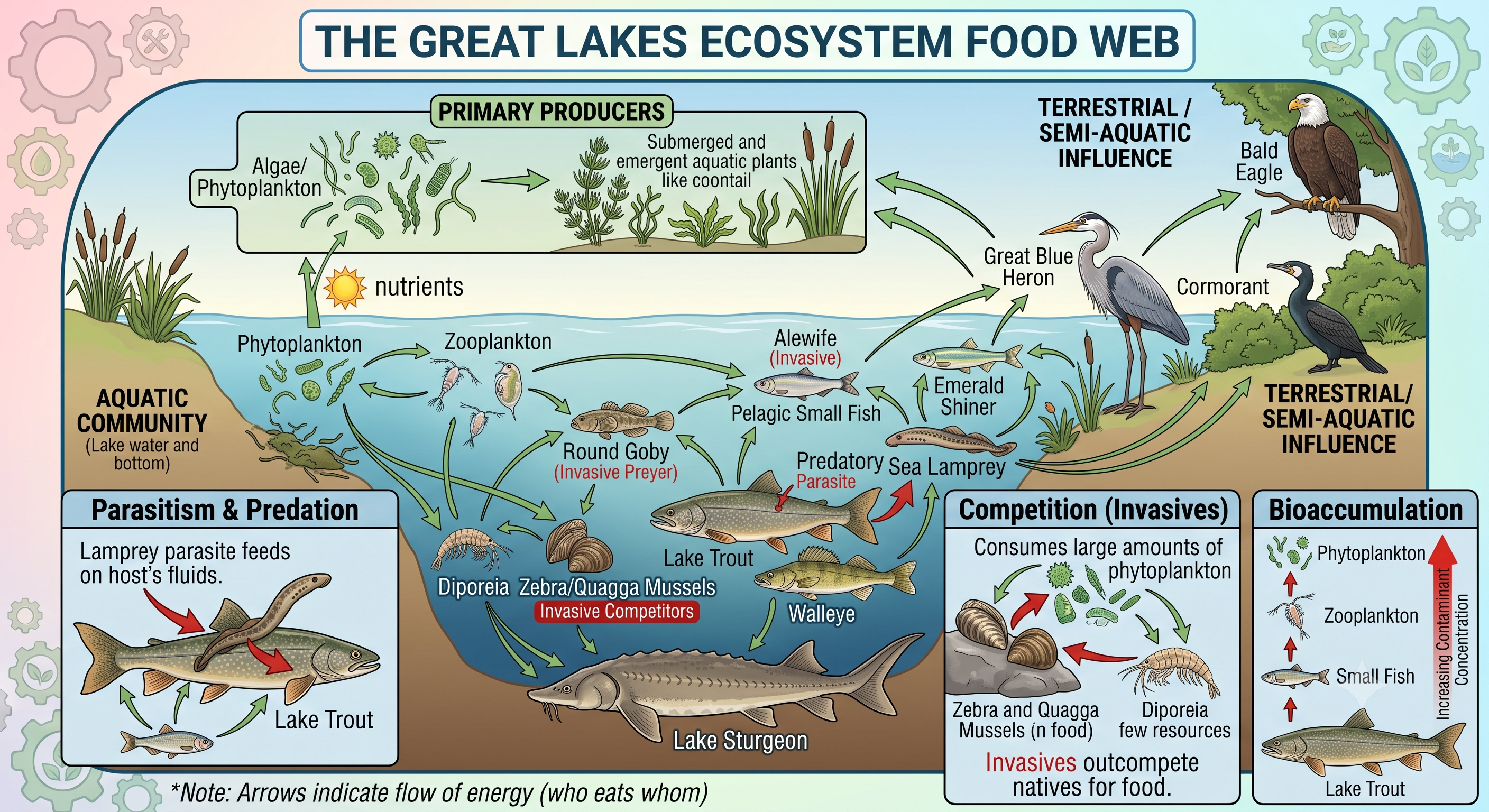 Great Lakes food web showing energy flow and bioaccumulation.