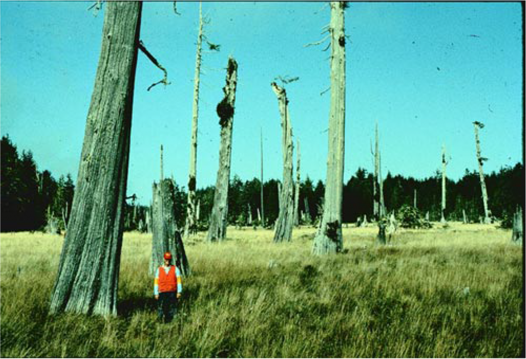 Fig.-4-11.-Copalis-R.-ghost-forest-1024x699.png