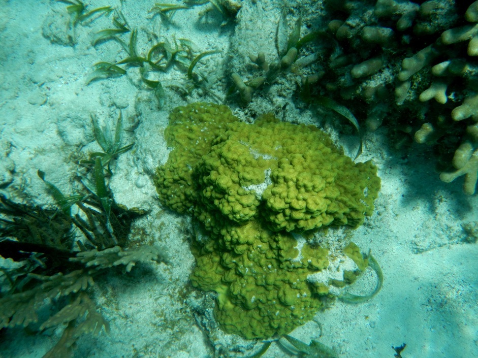 corals-2.jpg