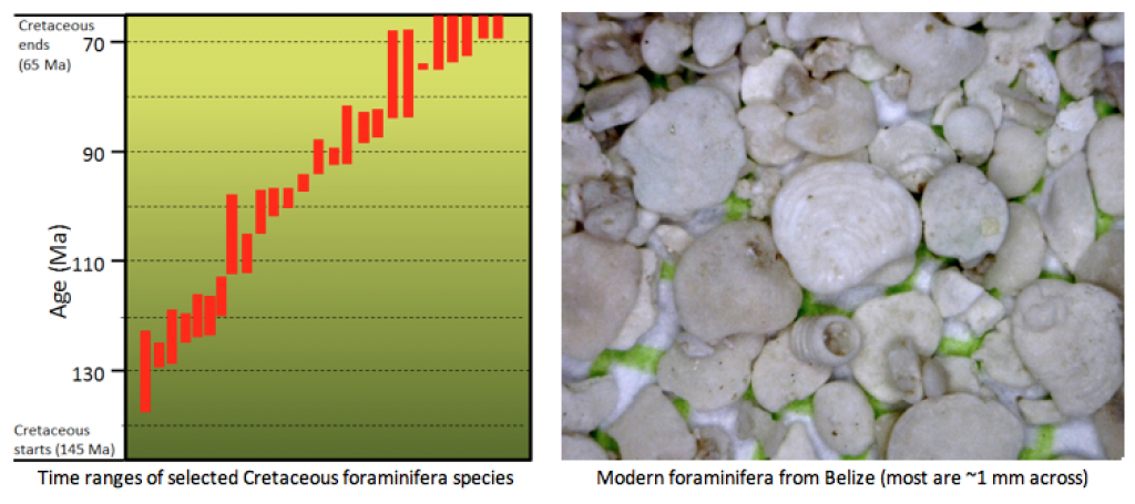 foraminifera.png