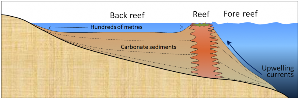 Cross-section-through-a-typical-barrier-or-fringing-reef-1.png