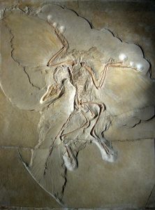 Image of the Archaeopteryx fossil that show features of both reptiles and birds. This is a famous transition fossil between reptiles and birds. 
