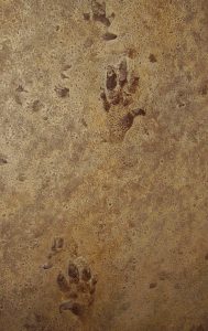 Tracks of an ancient 5-toed animal