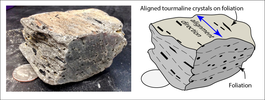 Aligned tourmaline crystals in line with foliation. Foliation is the fine "layers" of the rock.