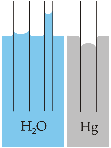 Capillary action by water in a narrow tube. Unlike water, mercury does not rise up in the tube.