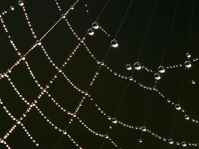 The water drops are sticking to a spider's web