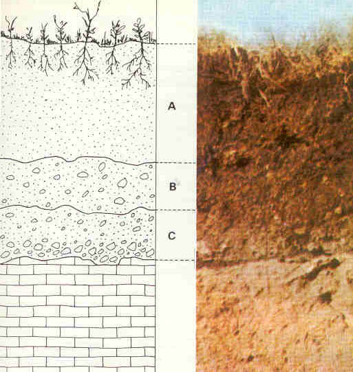 The soil is sketched and labeled.