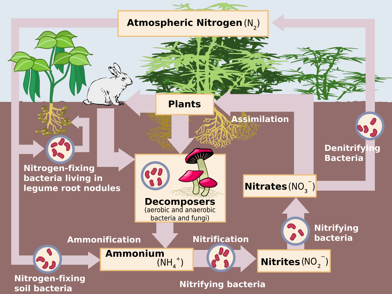 The image shows the way nitrogen can move around, mostly in the soil