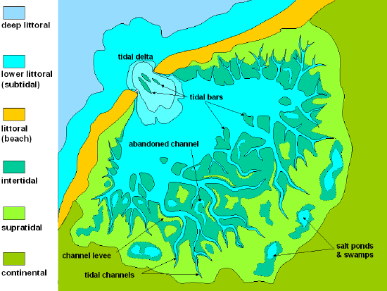 The tidal flat is a network of channels.