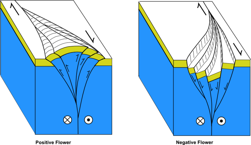 Flower structures created by strike-slip faults. Depending on the relative movement in relation to the bend in the fault, flower structures can create basins or mountains.