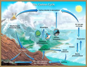 La figura muestra cómo el carbono se mueve entre embalses como el océano, la atmósfera, la biosfera y la geosfera.