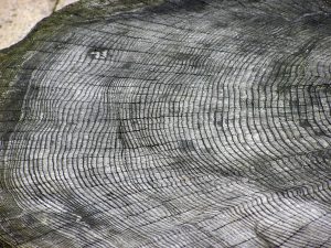 Shows a tree cut in cross-section with tree rings. Each ring form in one year.