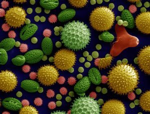 Close up image of what pollen looks like.