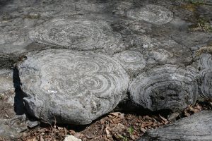 Round structures of grey limestone are remnants of the blobby nature of the living stromatolites, fossilized in rock.