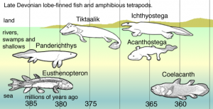 Six different fish/amphibians are shown, with variation between totally swimming and fully walking.