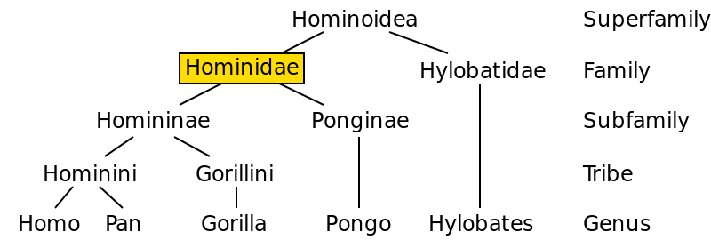 Hominidae_chart.svg_.png