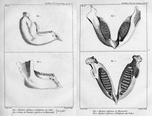 It shows two views of each jaw.