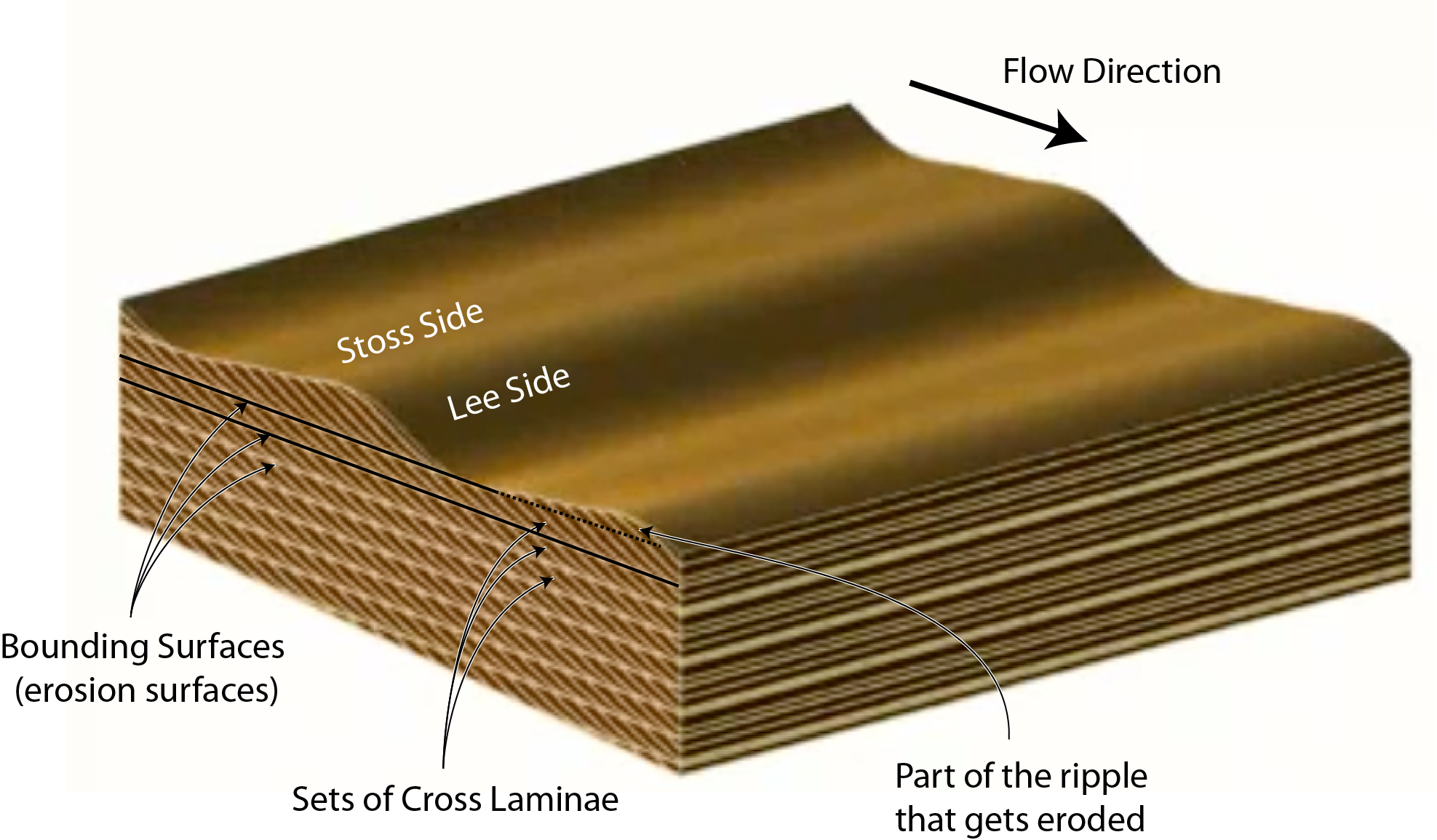 A frame from a USGS model of bedform migration annotated with the flow direction, stoss side, lee side, bounding surfaces, sets of cross laminae, and area of the ripple that gets eroded.