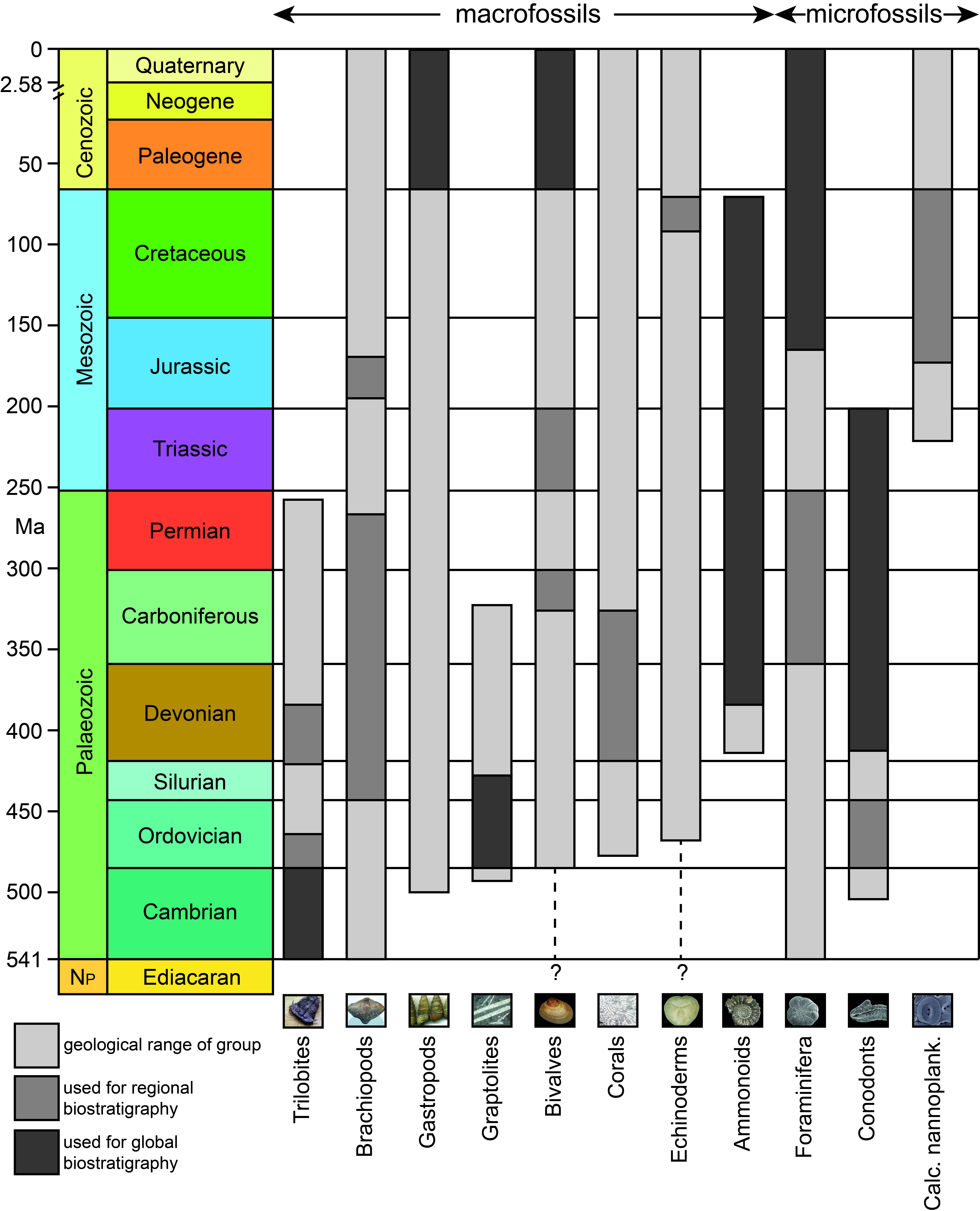 Biostratigraphic_index_fossils_02.jpg
