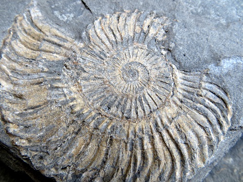 Ammonite_fossil_(8606998286).jpg