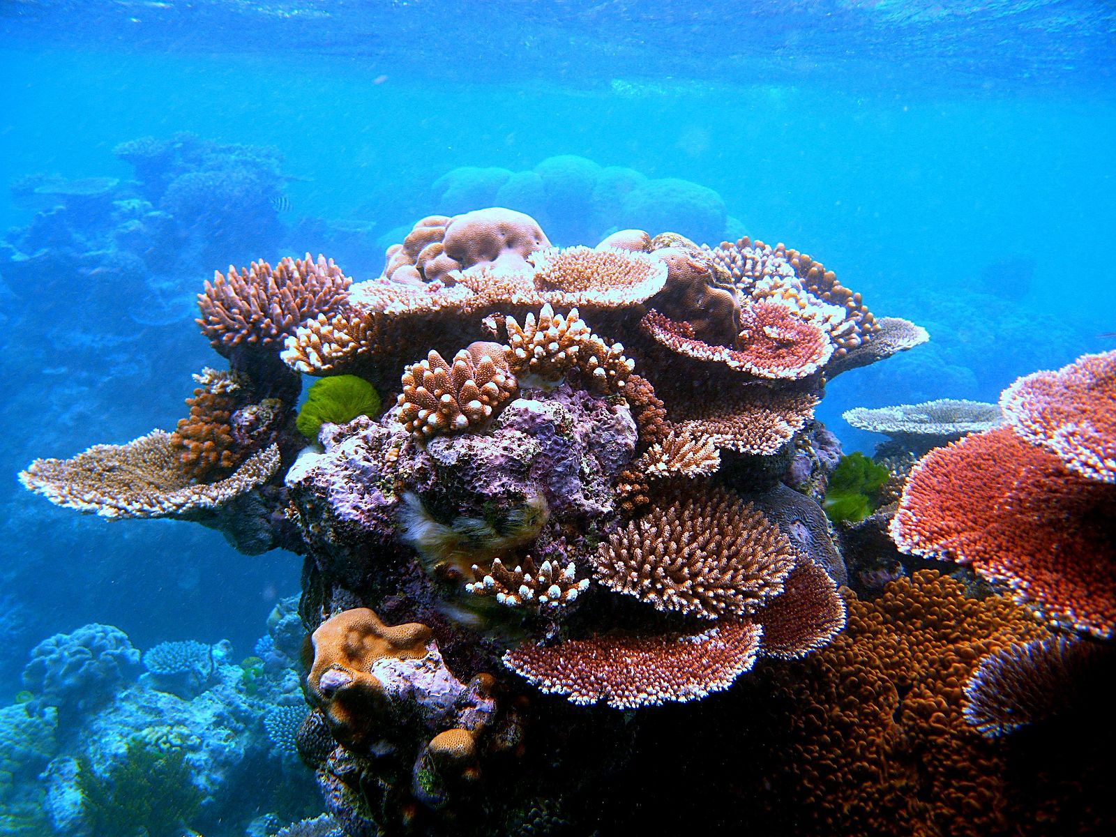 Coral reef image.jpg