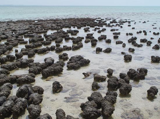 Stromatolites_in_Sharkbay good.jpg