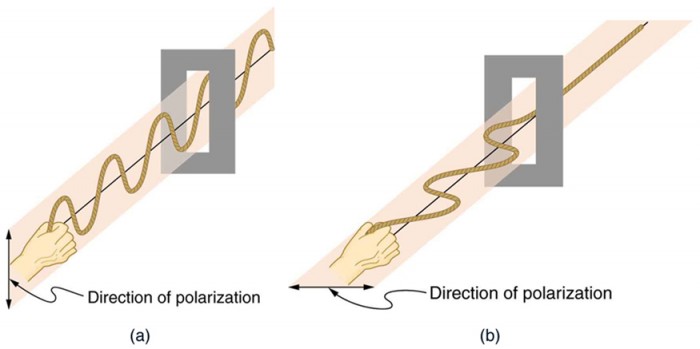 Figure 2.3.13. he transverse oscillations in one rope are in a vertical plane, and those in the other rope are in a horizontal plane. The first is said to be vertically polarized, and the other is said to be horizontally polarized. Vertical slits pass vertically polarized waves and block horizontally polarized waves.