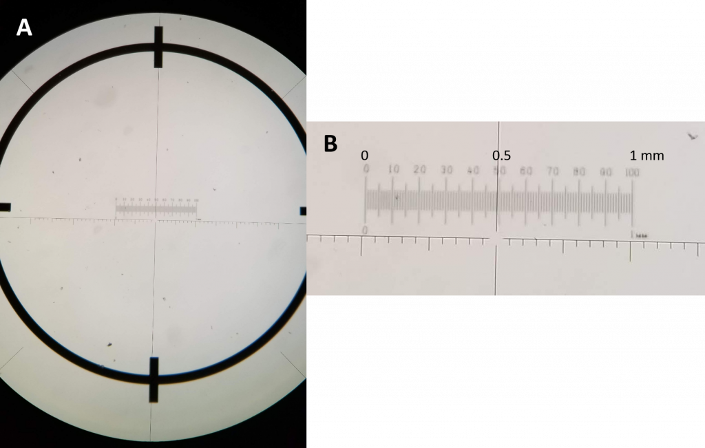 Figure 2.4.18. a) A view through the ocular showing the ocular crosshairs and micrometer (not labeled with numbers) superimposed on a 1 mm scale on a micrometer slide. b) A close-up view of the micrometer slide scale (top) with a total distance of 1 mm marked in hundredths of a mm, and the ocular micrometer scale (bottom).