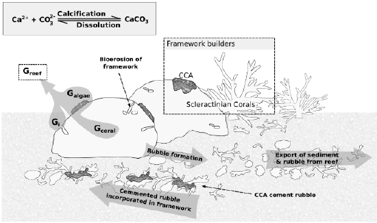 Schematic-illustrating-the-coral-reef-carbonate-budget-and-the-modelled-parameters-G.png