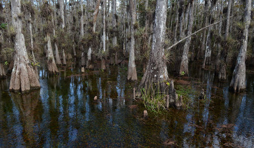 Wetland scenery.