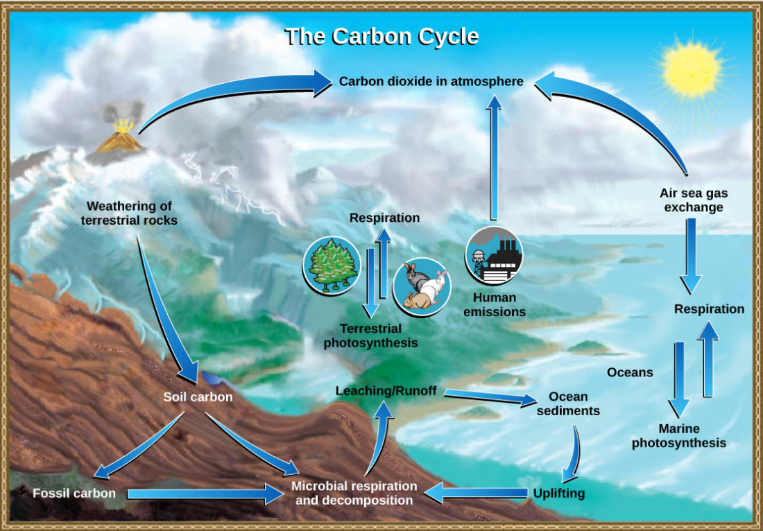 : Biogeochemical Cycles - Geosciences LibreTexts
